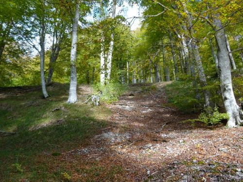 19ª Etapa del pastoreo: Puerto de Lizarraga-Uharte Arakil (6/11/2022)